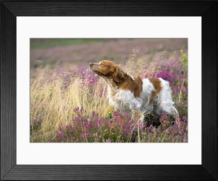 Framed Print : Brittany Dog - sniffing the air Framed Print : Brittany Dog - sniffing the air