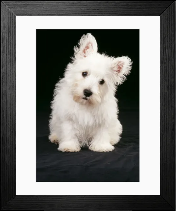 Framed Print : West Highland White Terrier Dog JD 12303 Puppy © John Daniels / ardea. com Framed Print : West Highland White Terrier Dog JD 12303 Puppy © John Daniels / ardea. com