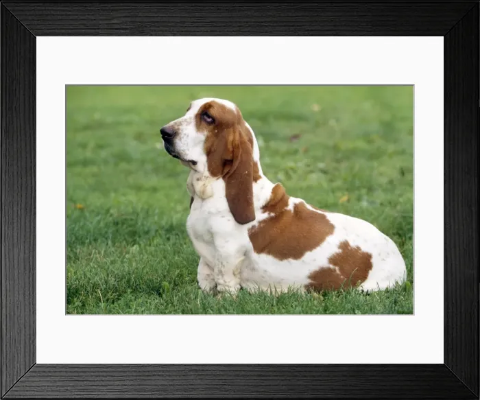 Framed Print : Basset Hound Dog Framed Print : Basset Hound Dog