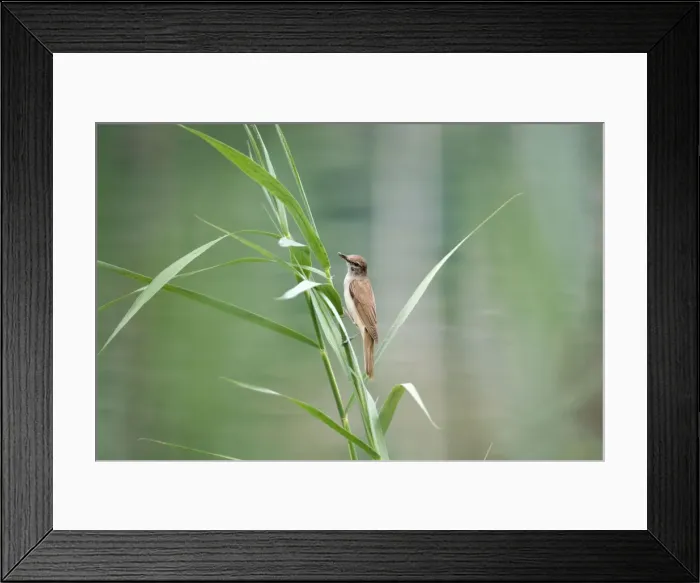 Framed Print : Great Reed Warbler - Spain Framed Print : Great Reed Warbler - Spain