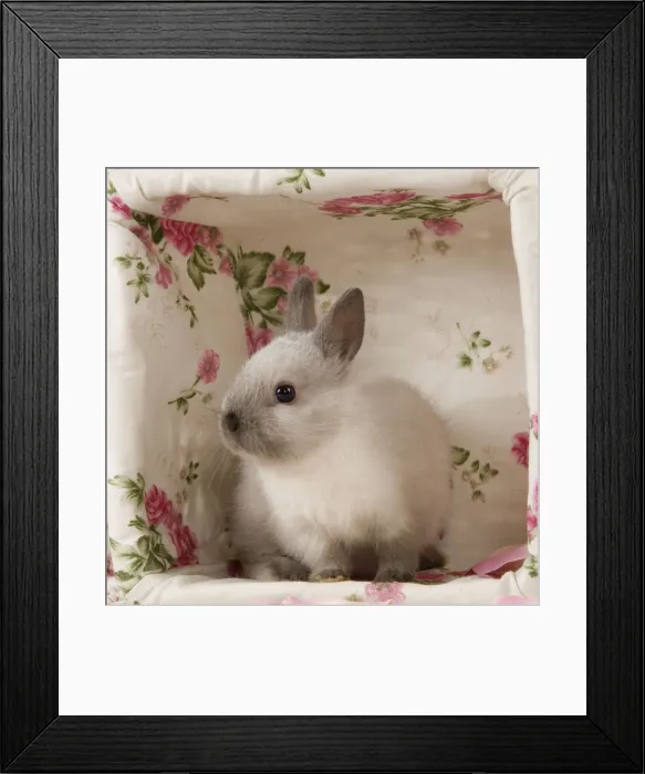 Framed Print : Dwarf Rabbit Framed Print : Dwarf Rabbit