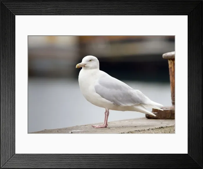 Framed Print : Glaucous Gull - Adult - UK Framed Print : Glaucous Gull - Adult - UK