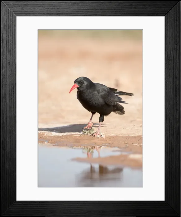 Framed Print : Chough - drinking from pool - Spain Framed Print : Chough - drinking from pool - Spain