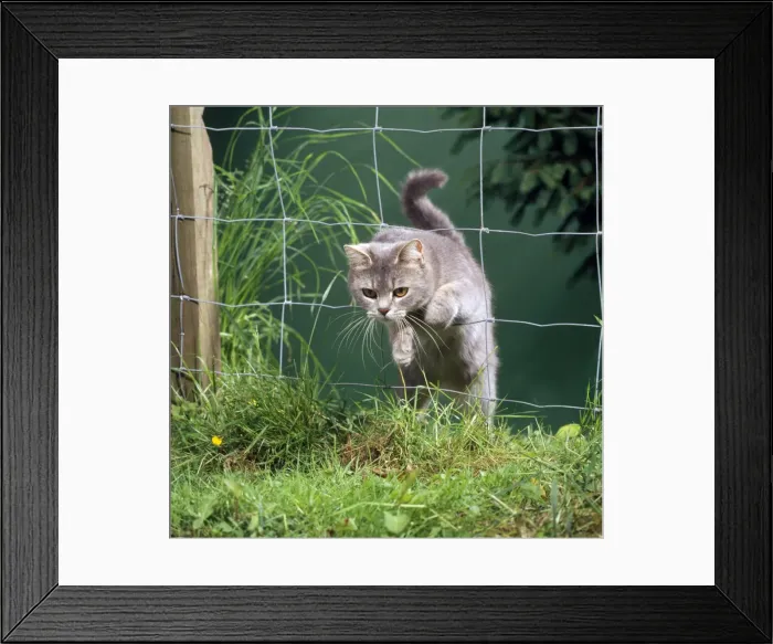 Framed Print : Cat - jumping through fence Framed Print : Cat - jumping through fence