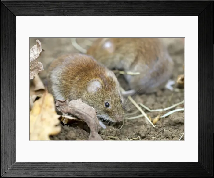 Framed Print : Bank Voles - on soil - Cornwall, UK Framed Print : Bank Voles - on soil - Cornwall, UK