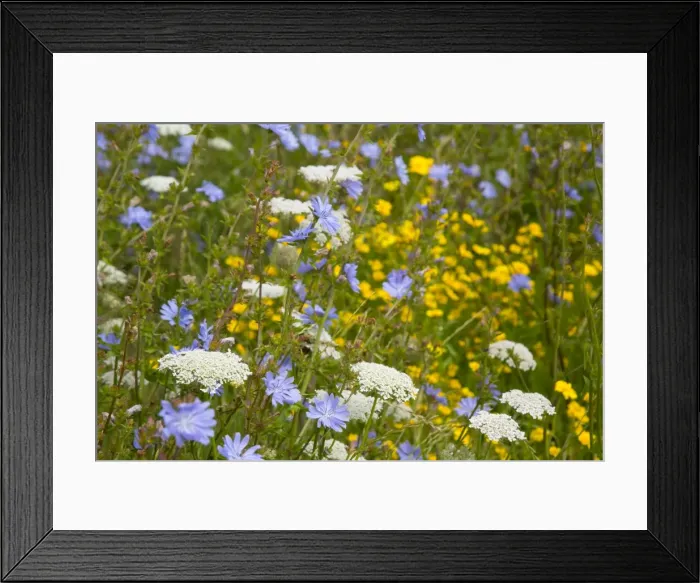 Framed Print : Arable Flowers - Summer - Mewslade - Gower, Wales, UK Framed Print : Arable Flowers - Summer - Mewslade - Gower, Wales, UK