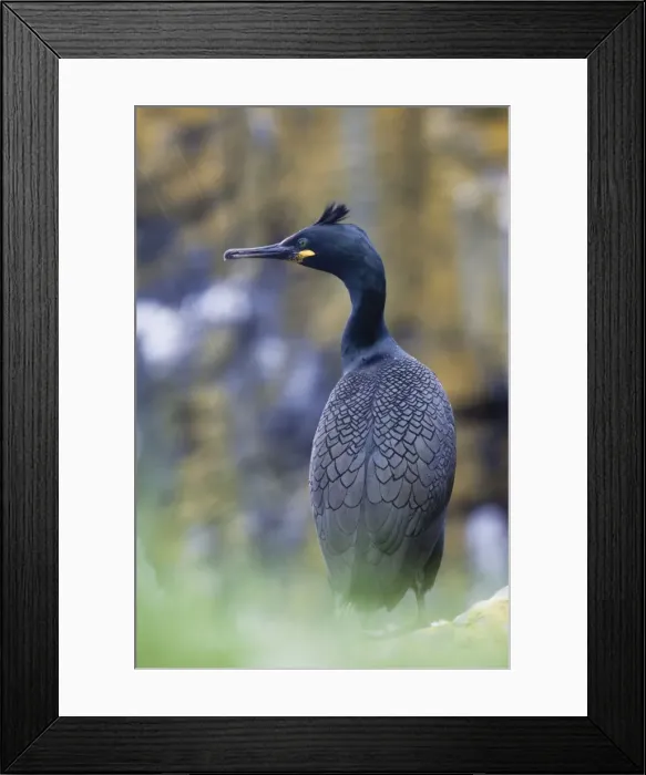 Framed Print : Shag - in the rain - Scotland - UK Framed Print : Shag - in the rain - Scotland - UK