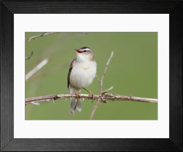 Framed Print : Sedge Warbler - calling - Scotland - UK Framed Print : Sedge Warbler - calling - Scotland - UK