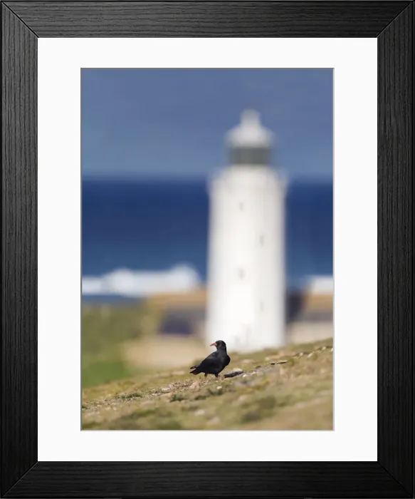 Framed Print : Chough - no leg rings - Godrevy - Cornwall - Uk - winter Framed Print : Chough - no leg rings - Godrevy - Cornwall - Uk - winter
