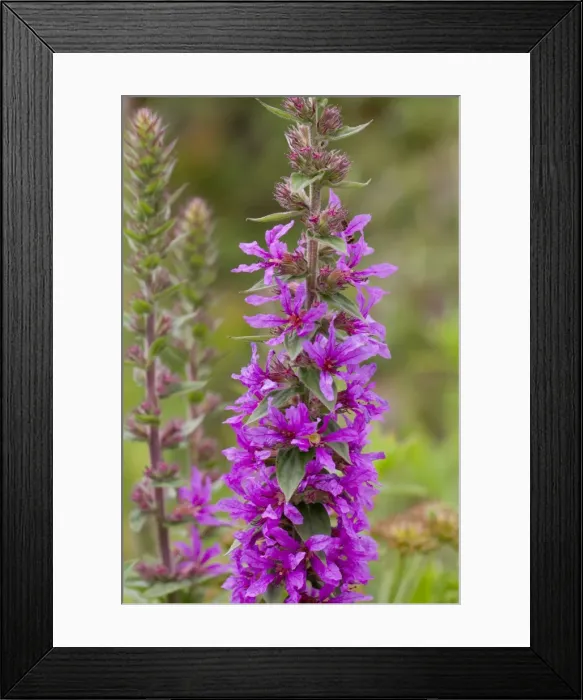 Framed Print : Purple Loosestrife - Cornwall - UK
