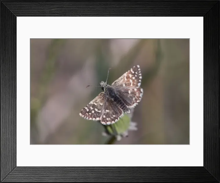 Framed Print : Grizzled Skipper - Summer - Spain Framed Print : Grizzled Skipper - Summer - Spain