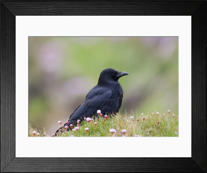 Framed Print : Carrion Crow - in Thrift - Cornwall, UK Framed Print : Carrion Crow - in Thrift - Cornwall, UK
