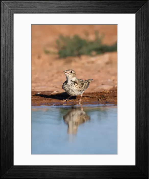Framed Print : Calandra Lark - drinking from pool - Spain Framed Print : Calandra Lark - drinking from pool - Spain