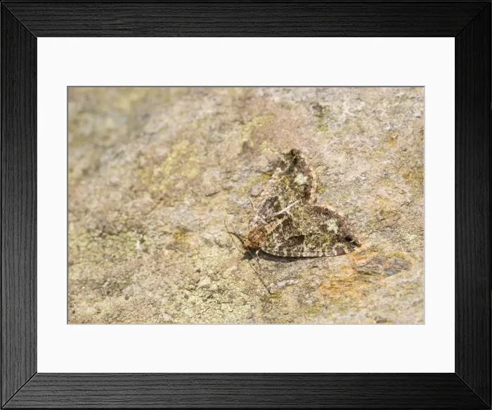 Framed Print : July Highflyer Moth - Cornwall - UK Framed Print : July Highflyer Moth - Cornwall - UK