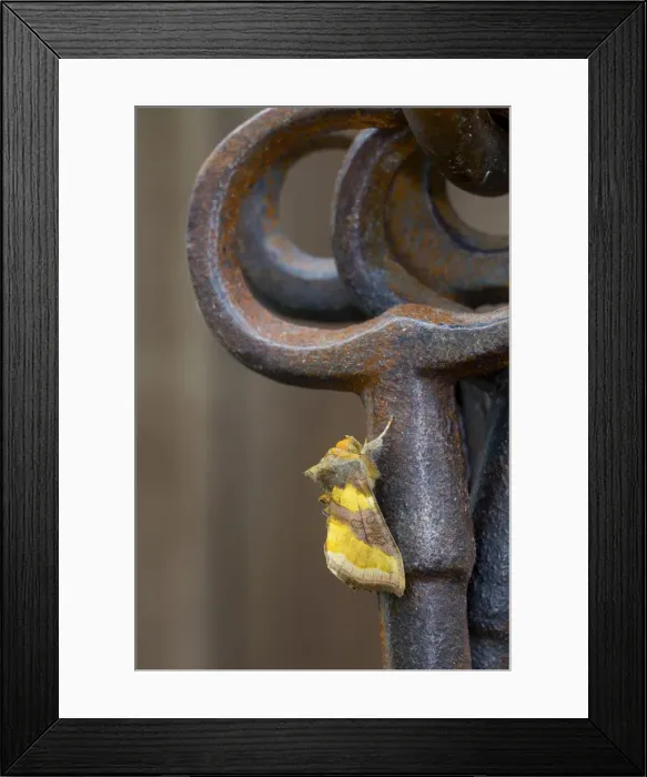 Framed Print : Burnished Brass Moth - on Ornamental Keys - UK Framed Print : Burnished Brass Moth - on Ornamental Keys - UK