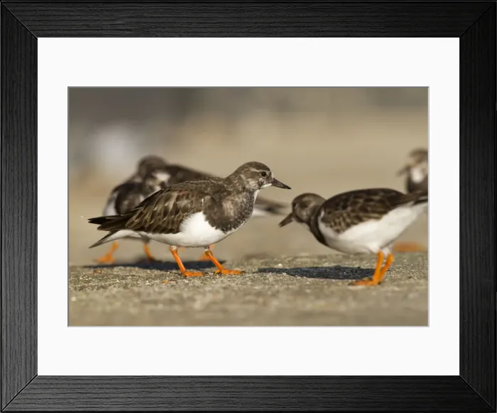 Framed Print : Turnstones - Cornwall - UK Framed Print : Turnstones - Cornwall - UK