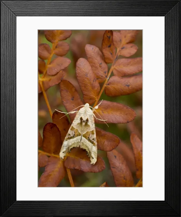 Framed Print : Angle Shades Moth - Autumn - UK Framed Print : Angle Shades Moth - Autumn - UK
