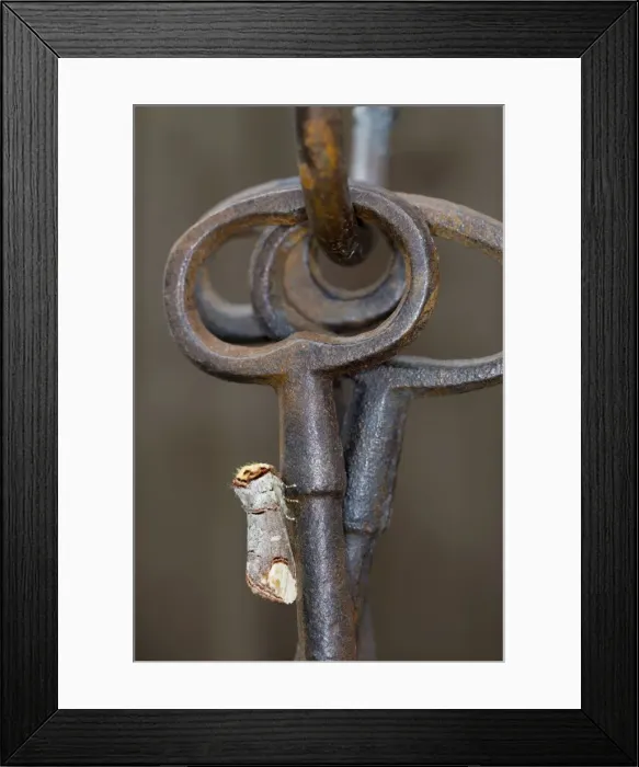 Framed Print : Buff Tip Moth - on Ornamental Keys - UK Framed Print : Buff Tip Moth - on Ornamental Keys - UK