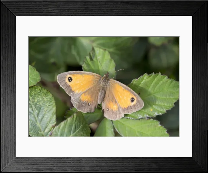 Framed Print : Gatekeeper Butterfly - UK Framed Print : Gatekeeper Butterfly - UK