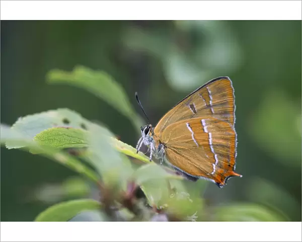 Brown Hairstreak Butterfly - UK