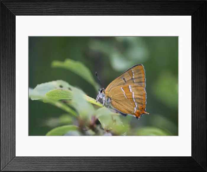 Framed Print : Brown Hairstreak Butterfly - UK Framed Print : Brown Hairstreak Butterfly - UK