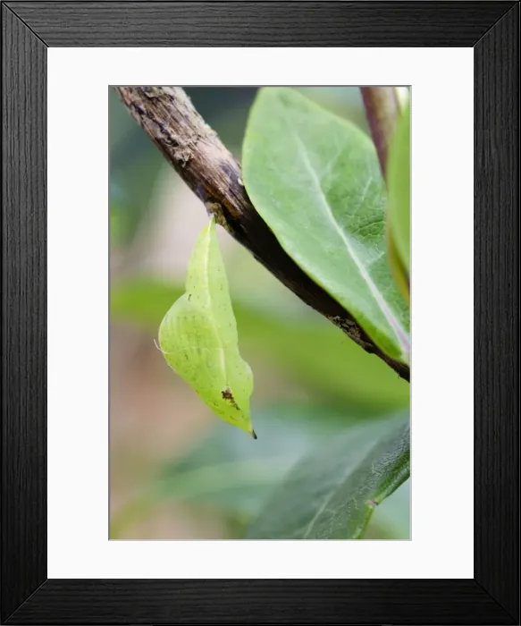 Framed Print : Brimstone Butterfly - Pupa - UK Framed Print : Brimstone Butterfly - Pupa - UK
