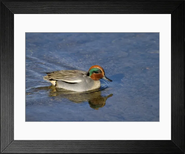 Framed Print : Teal - male - Cornwall - UK Framed Print : Teal - male - Cornwall - UK