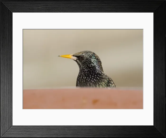 Framed Print : Starling - portrait - Cornwall - UK Framed Print : Starling - portrait - Cornwall - UK