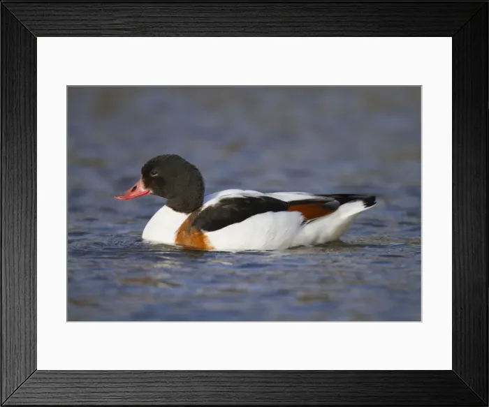 Framed Print : Shelduck - female - Cornwall - UK Framed Print : Shelduck - female - Cornwall - UK