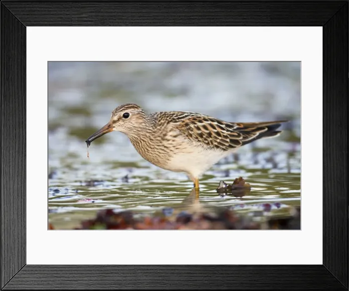 Framed Print : Pectoral Sandpiper - Autumn - Cornwall - UK Framed Print : Pectoral Sandpiper - Autumn - Cornwall - UK