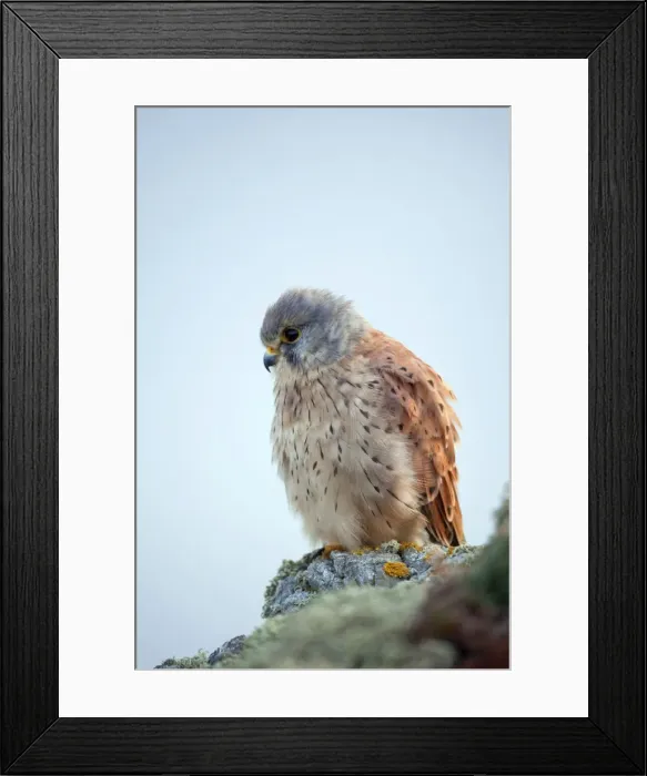 Framed Print : Kestrel - male - Cornwall - UK Framed Print : Kestrel - male - Cornwall - UK
