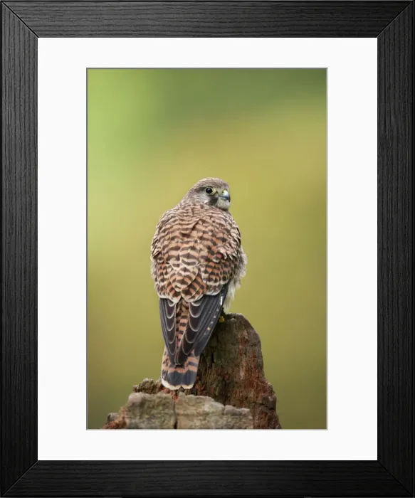Framed Print : Kestrel - Juvenile - UK Framed Print : Kestrel - Juvenile - UK