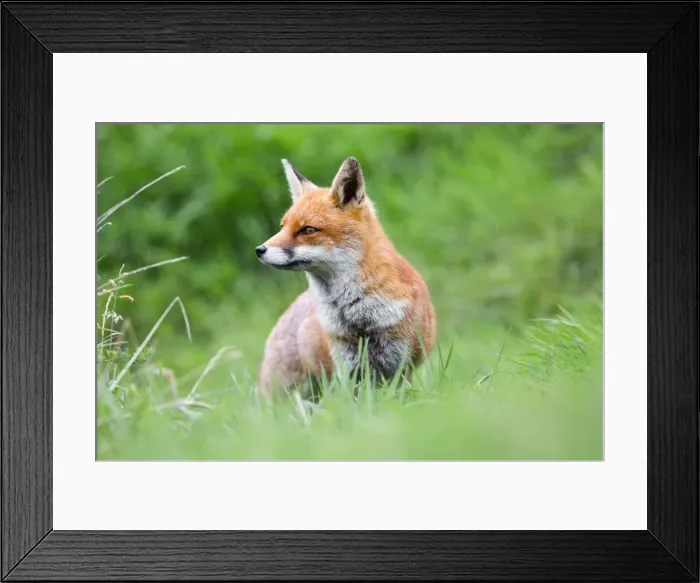 Framed Print : Fox - in the rain - UK Framed Print : Fox - in the rain - UK
