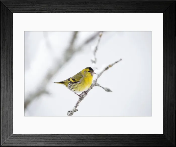 Framed Print : Eurasian Siskin - in winter snow - Scotland, UK Framed Print : Eurasian Siskin - in winter snow - Scotland, UK