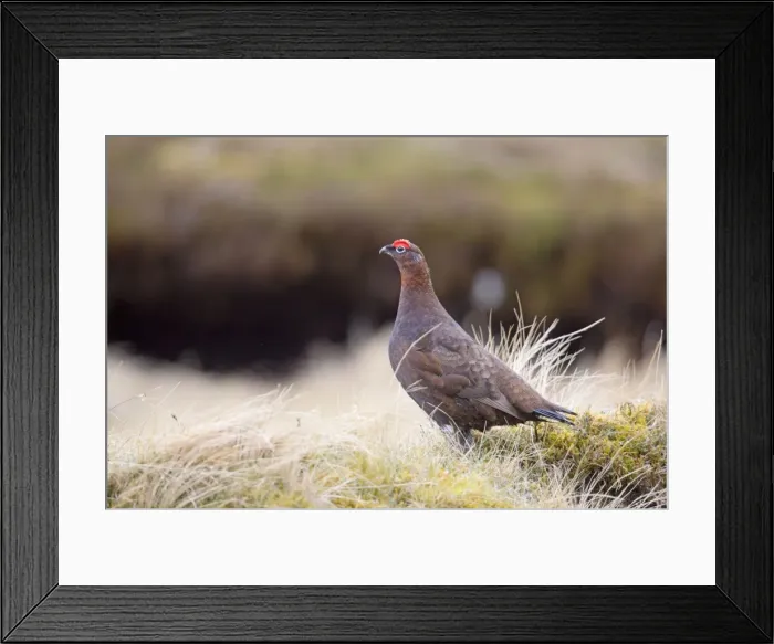 Framed Print : Red Grouse - male - Scotland, UK Framed Print : Red Grouse - male - Scotland, UK
