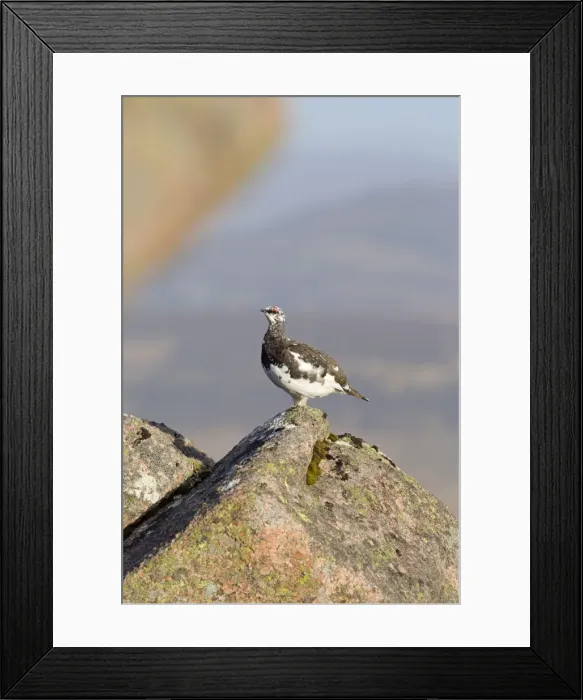 Framed Print : Rock Ptarmigan - male moulting into summer plumage - Cairngorm, Scotland, UK Framed Print : Rock Ptarmigan - male moulting into summer plumage - Cairngorm, Scotland, UK