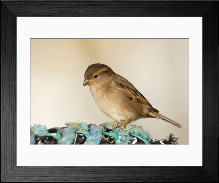 Framed Print : House Sparrow - at the coast - female - Cornwall - UK Framed Print : House Sparrow - at the coast - female - Cornwall - UK
