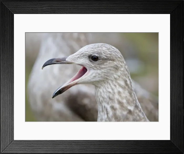 Framed Print : Herring Gull - first winter bird - calling - UK Framed Print : Herring Gull - first winter bird - calling - UK