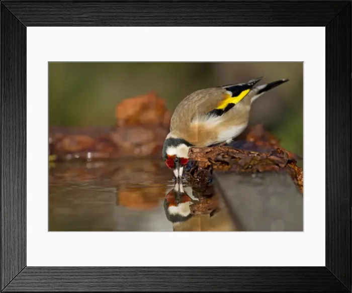 Framed Print : Goldfinch - drinking at pond - Cornwall - UK