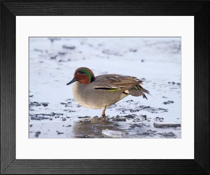 Framed Print : Teal - drake- winter- UK Framed Print : Teal - drake- winter- UK