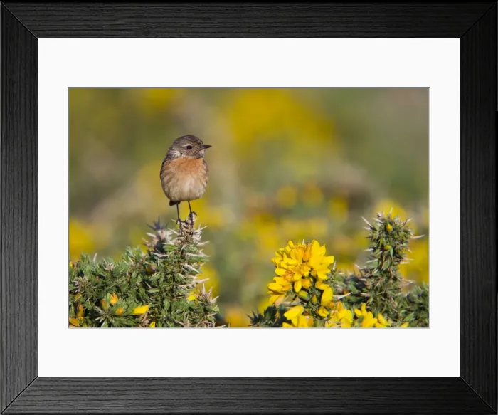 Framed Print : Stonechat - female on gorse - Cornwall - UK Framed Print : Stonechat - female on gorse - Cornwall - UK