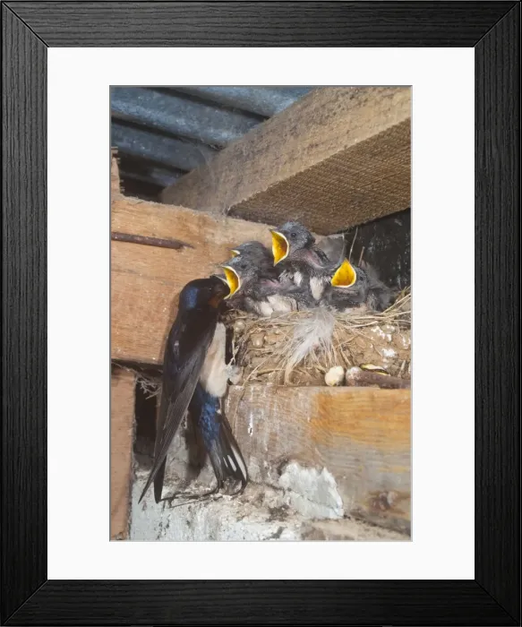 Framed Print : Adult feeding young swallows on the nest - Cornwall - UK Framed Print : Adult feeding young swallows on the nest - Cornwall - UK