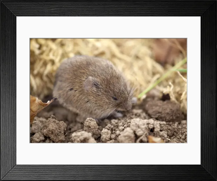 Framed Print : Field Vole - UK Framed Print : Field Vole - UK