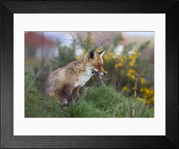Framed Print : Fox - Sitting - UK Framed Print : Fox - Sitting - UK
