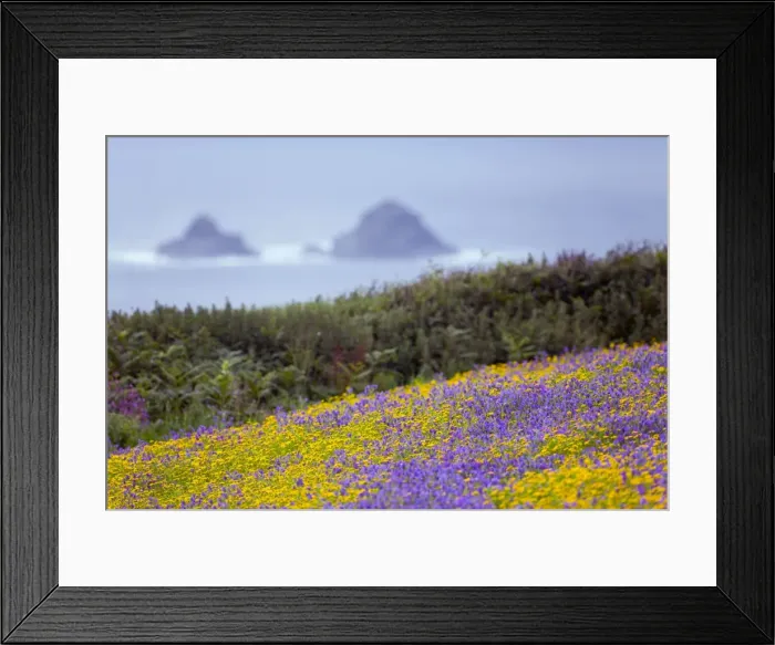 Framed Print : Purple Viper's Bugloss / Paterson's Curse - with Corn Marigolds (Chrysanthemum segetum) - Boscregan, Cornwall, UK Framed Print : Purple Viper's Bugloss / Paterson's Curse - with Corn Marigolds (Chrysanthemum segetum) - Boscregan, Cornwall, UK