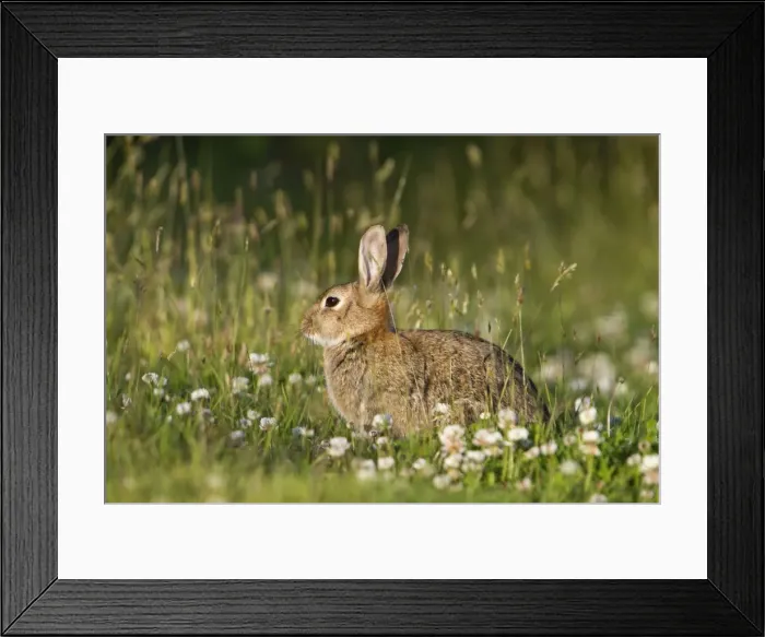 Framed Print : Rabbit - with clover - Cornwall - UK Framed Print : Rabbit - with clover - Cornwall - UK