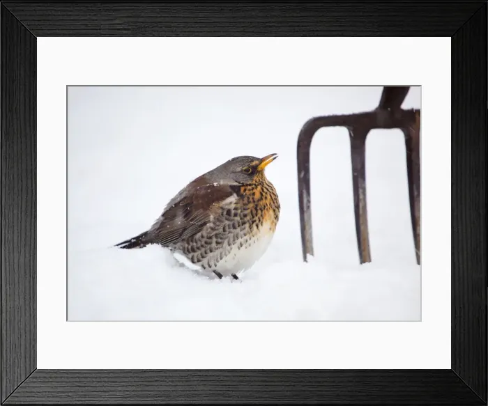 Framed Print : Fieldfare - in snow - with garden fork - winter - UK Framed Print : Fieldfare - in snow - with garden fork - winter - UK