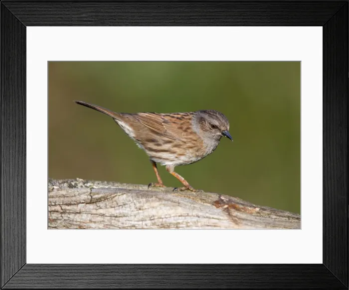 Framed Print : Dunnock - Cornwall - UK Framed Print : Dunnock - Cornwall - UK