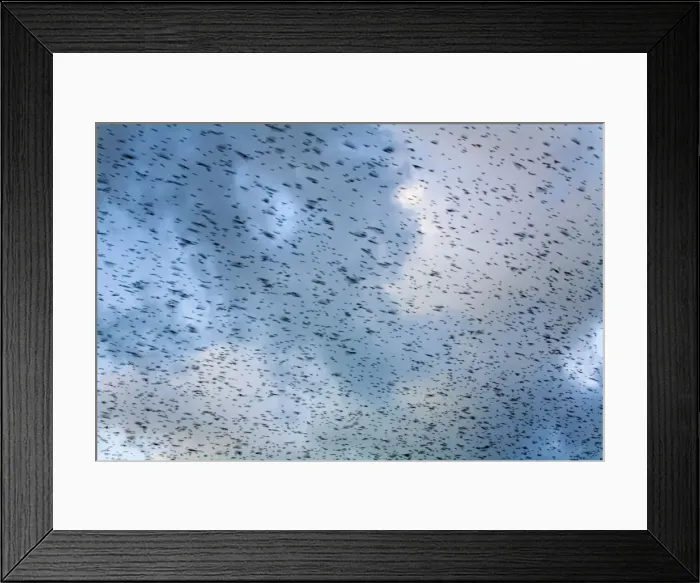 Framed Print : Starlings - going to roost - Davidstow - Cornwall - UK Framed Print : Starlings - going to roost - Davidstow - Cornwall - UK