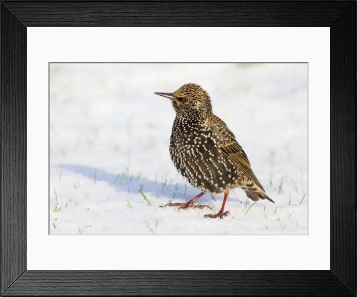 Framed Print : Starling - in snow - Cornwall - UK Framed Print : Starling - in snow - Cornwall - UK